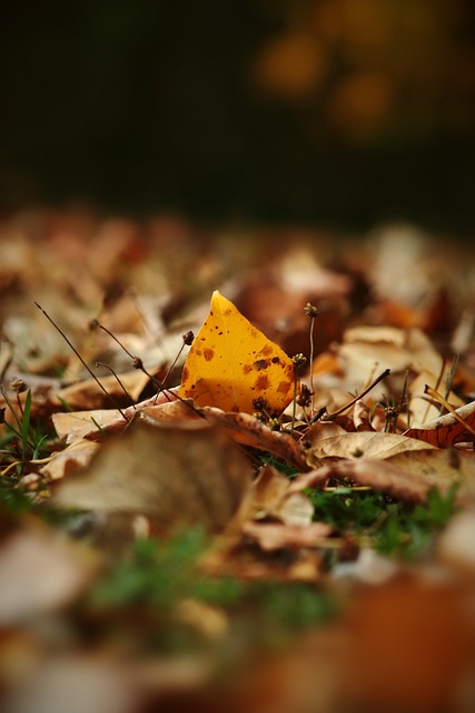 英超第28輪阿森納2-1熱刺 拉梅拉插花腳射門厄德高扳平拉卡澤特點射.